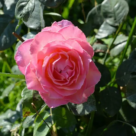 Cà Da Nonna Bed & Breakfast *