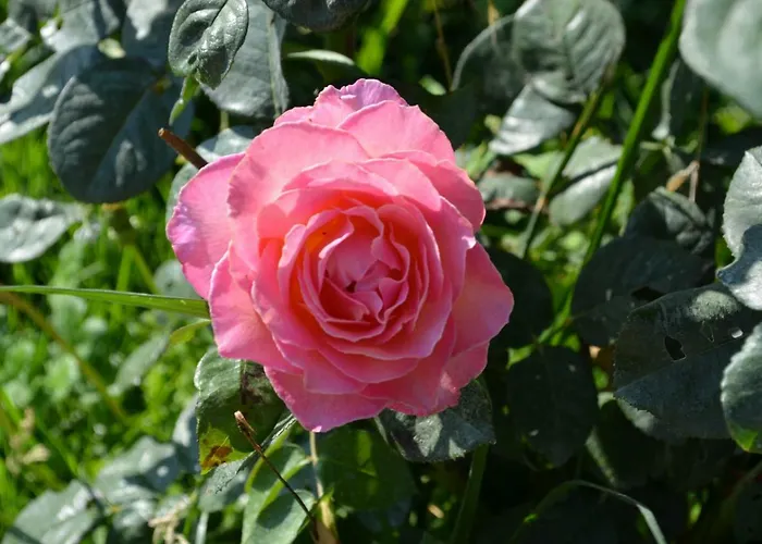 Ca Da Nonna לינה וארוחת בוקר *